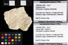 Foto (Objket + Etiketten) von Isopoda indet. 